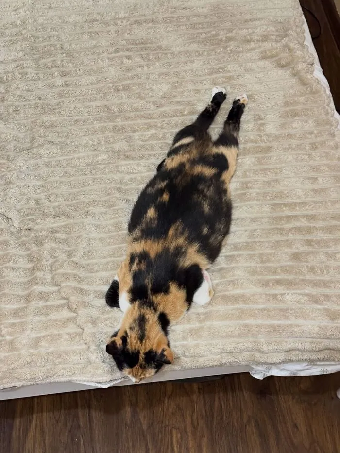 A calico cat lying completely flat on a bed in funny weird pet poses.