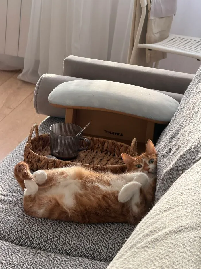 An orange cat lying on its back on the couch shows weird pet poses.