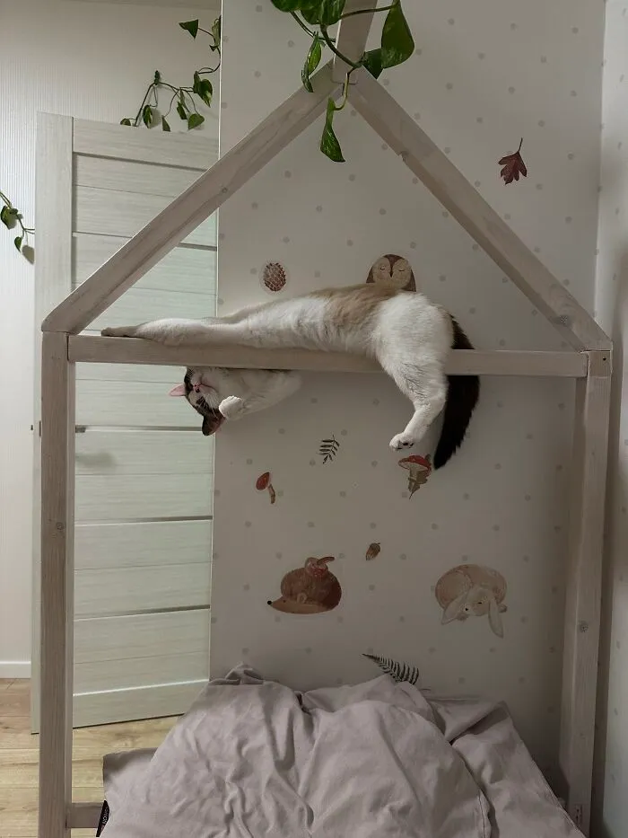 Cat dangling upside down on a wooden frame demonstrating weird pet poses.