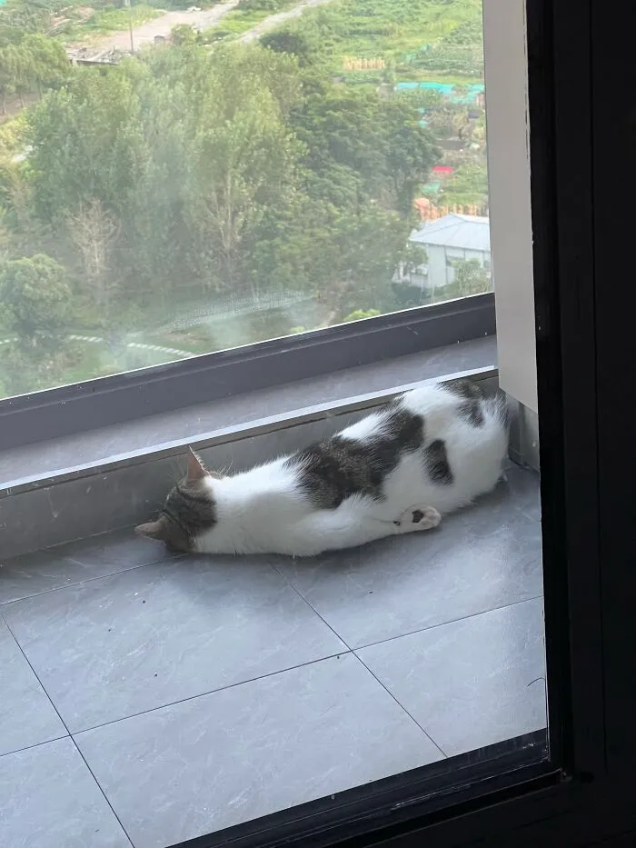 White and brown cat lying flat face down on a tile floor in one of several weird pet poses near a window.