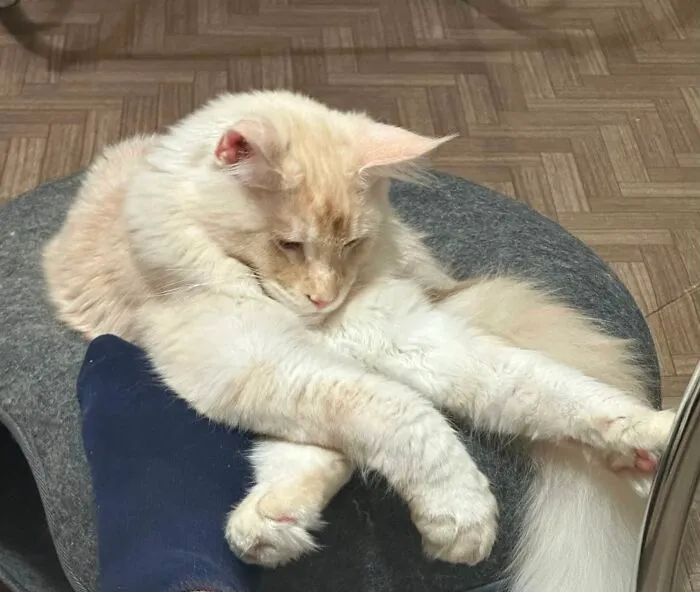 A fluffy light-colored Maine Coon cat slouching with stretched legs on a cushion, exhibiting weird pet poses
