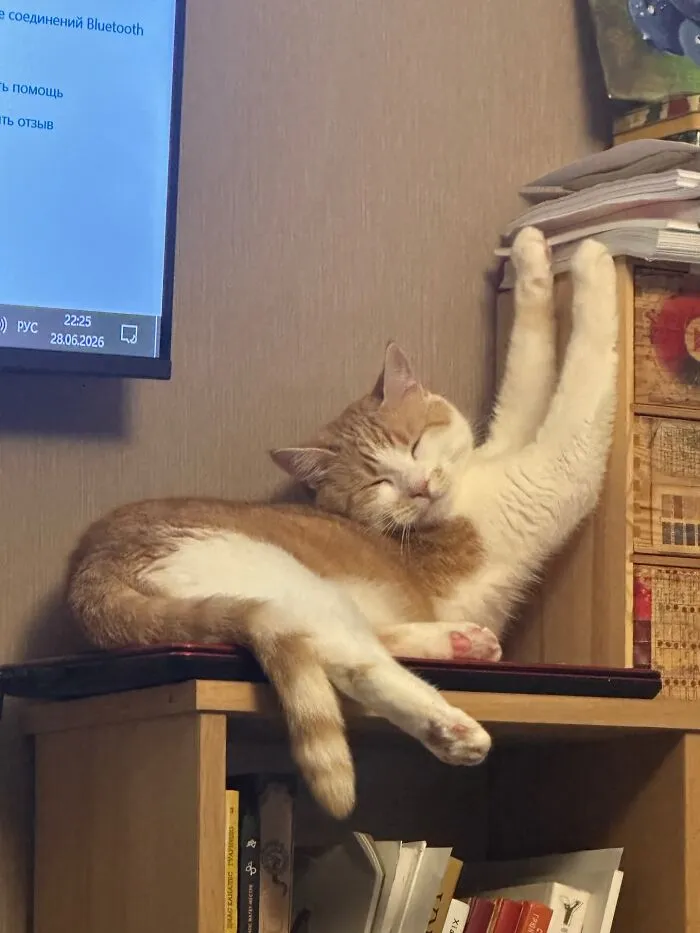 Sleeping ginger and white cat in weird pet poses reaching paws high while resting on a wooden desk.