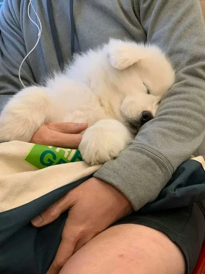 A fluffy white puppy sleeping peacefully while being held in an owner arms.