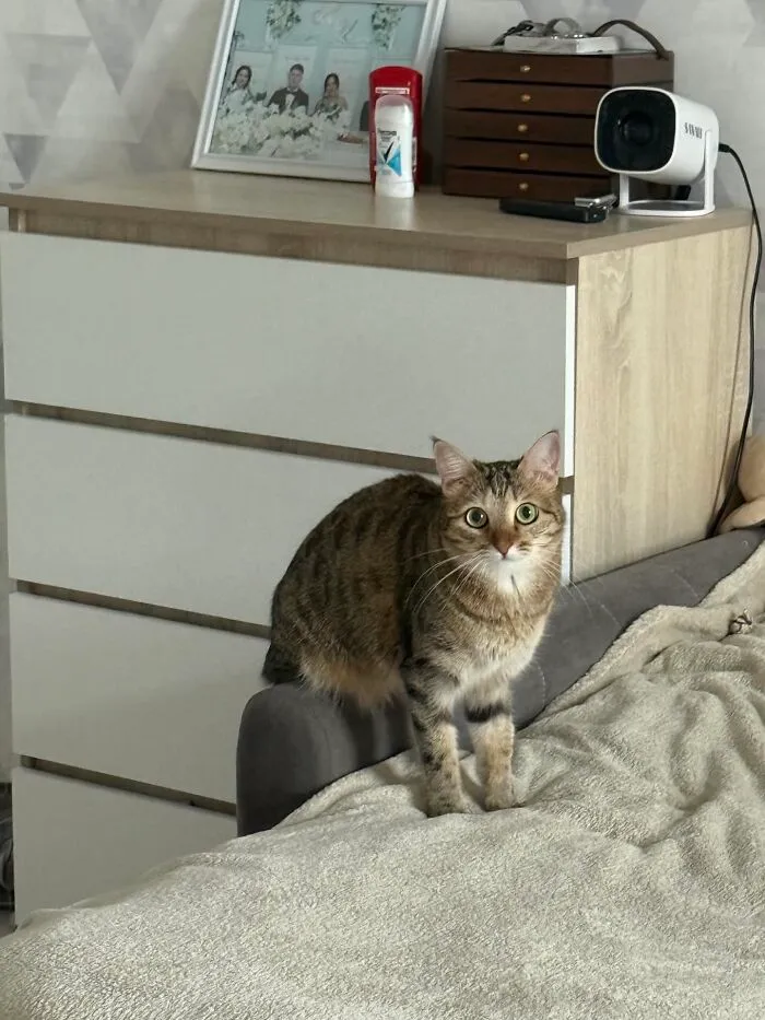 A tabby cat sitting half on a bed frame showing one of many weird pet poses.