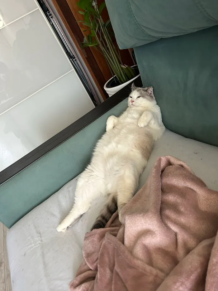 A fluffy white cat lounging on its back on a couch with legs extended in one of many weird pet poses