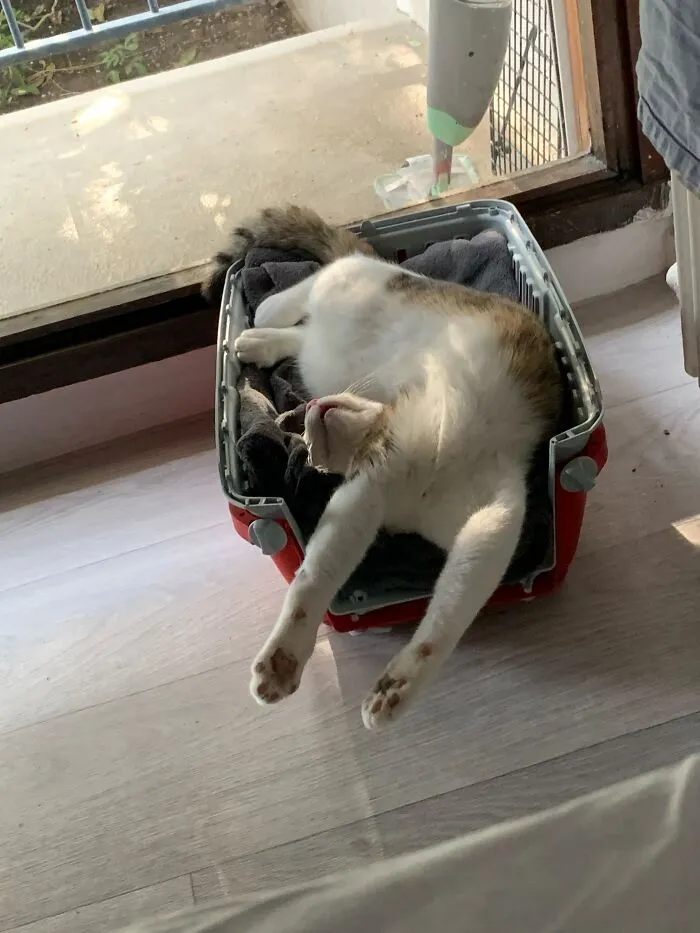 Fluffy cat stretching back awkwardly inside a plastic pet carrier, demonstrating weird pet poses.