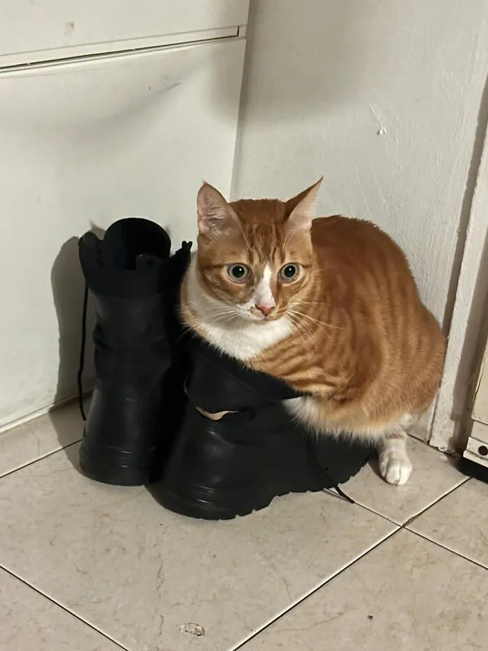 Ginger tabby cat sitting inside a tall black boot showcasing weird pet poses