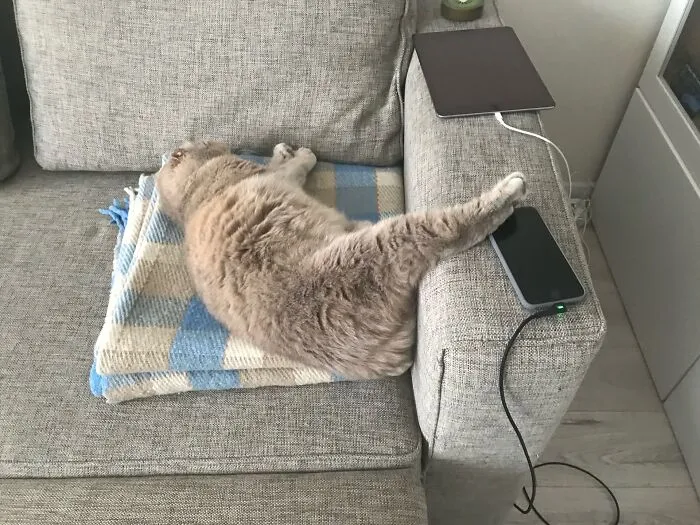 A beige cat lying on a blanket with one back leg stretched out onto the armrest, showing weird pet poses