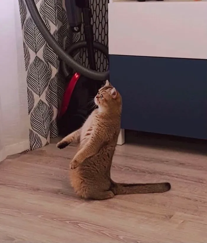 A cute brown cat standing upright on its hind legs on a wooden floor in weird pet poses.
