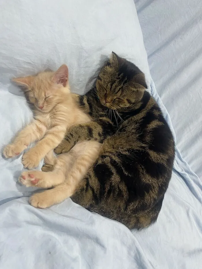 Two sleeping cats curled up closely together on a bed displaying weird pet poses.