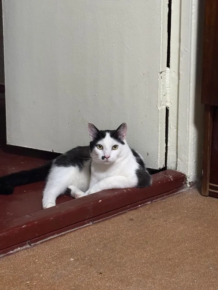 A black and white cat showcasing weird pet poses while reclining coolly against an open doorway.