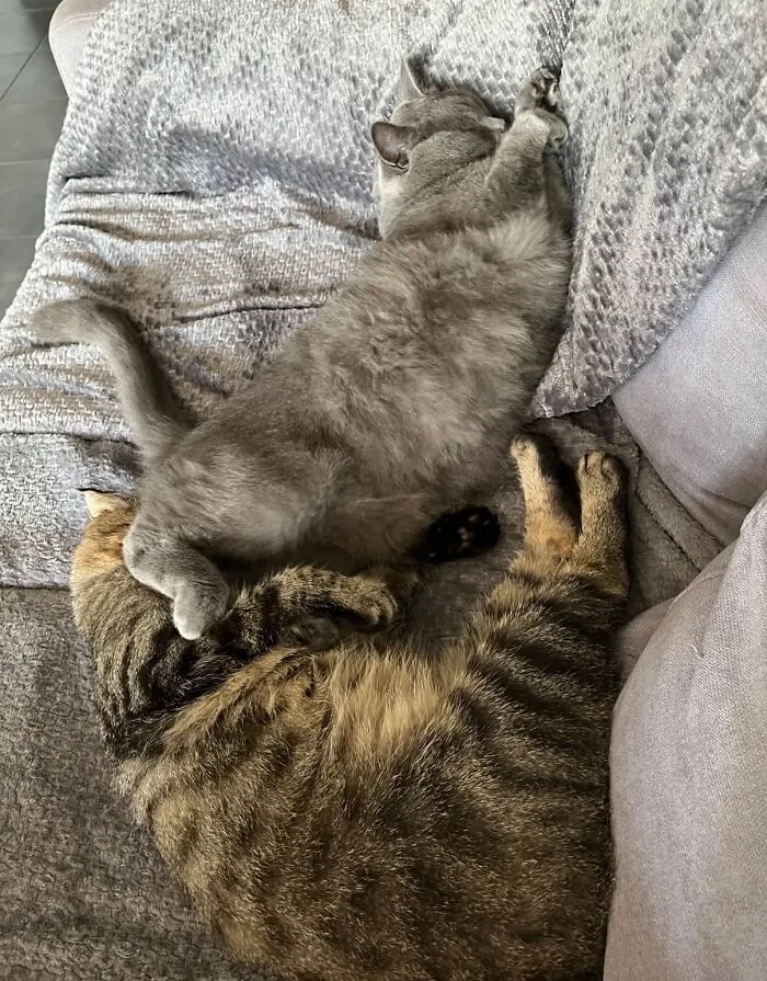 Two cats sleeping intertwined together on a gray sofa cushion, adopting weird pet poses.