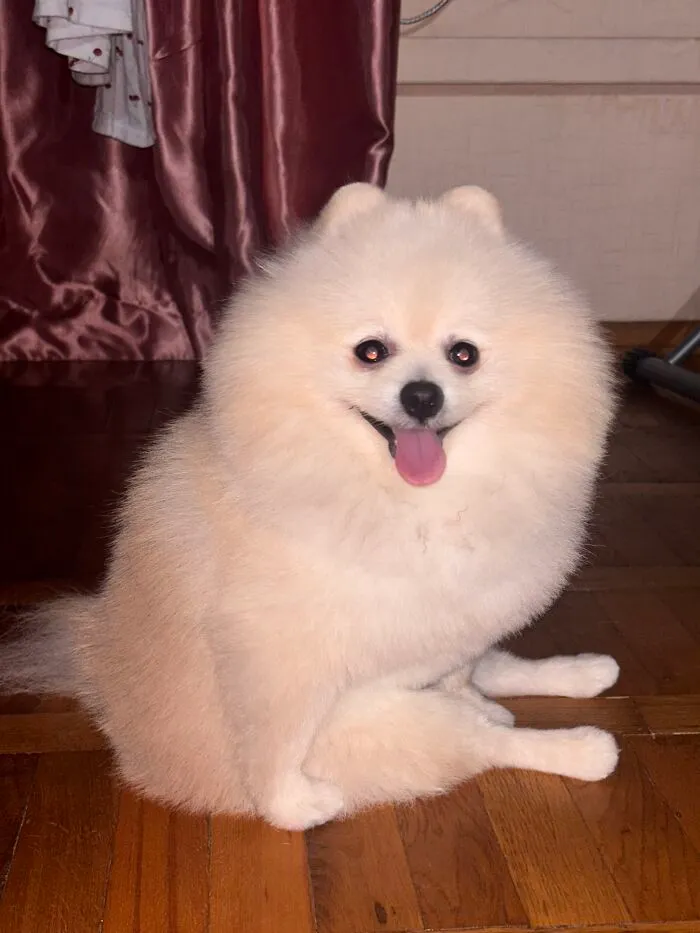 Fluffy white Pomeranian dog sitting awkwardly on a wooden floor displaying one of many weird pet poses.