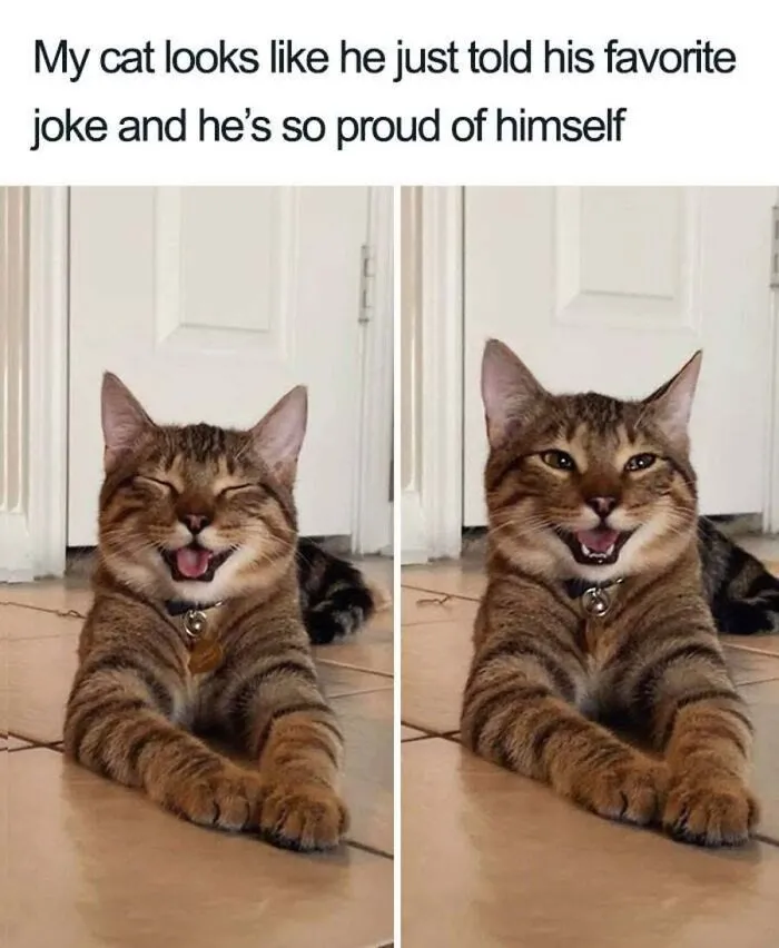 Hilarious cat memes of a smiling tabby cat looking proud after telling a joke