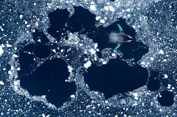 Aerial shot of whale swimming among fragmented sea ice in arctic photo