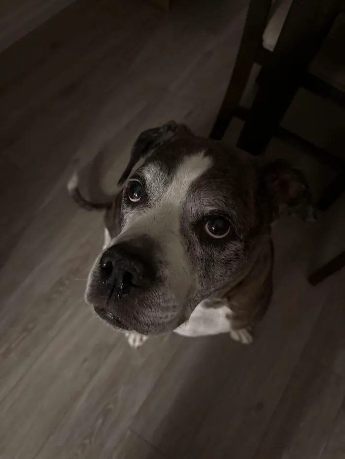 A brown and white dog looking up, from the viral TikTok trend about life stories with pets
