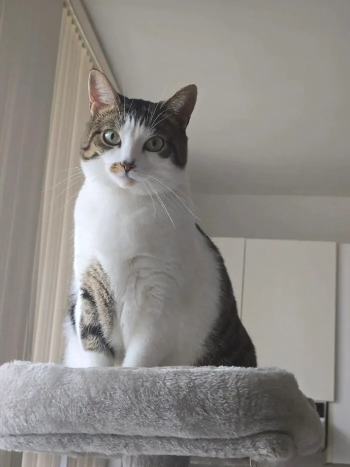 A domestic shorthair cat sitting on a grey cat tree, part of a pet life story trend