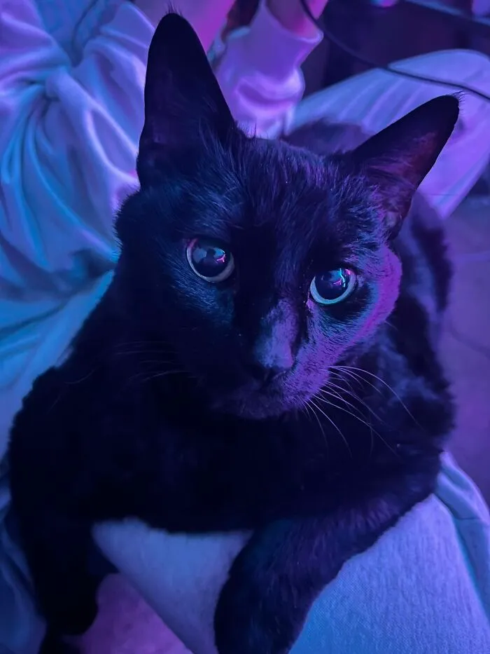 A black cat looking up, related to viral TikTok trend of sharing life stories with pets
