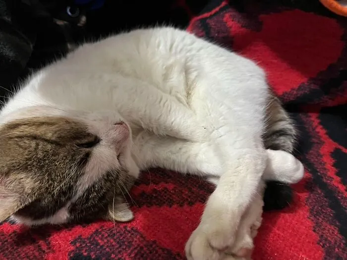 A fluffy white and brown cat sleeps curled up on a red blanket, a beloved pet from a TikTok trend.