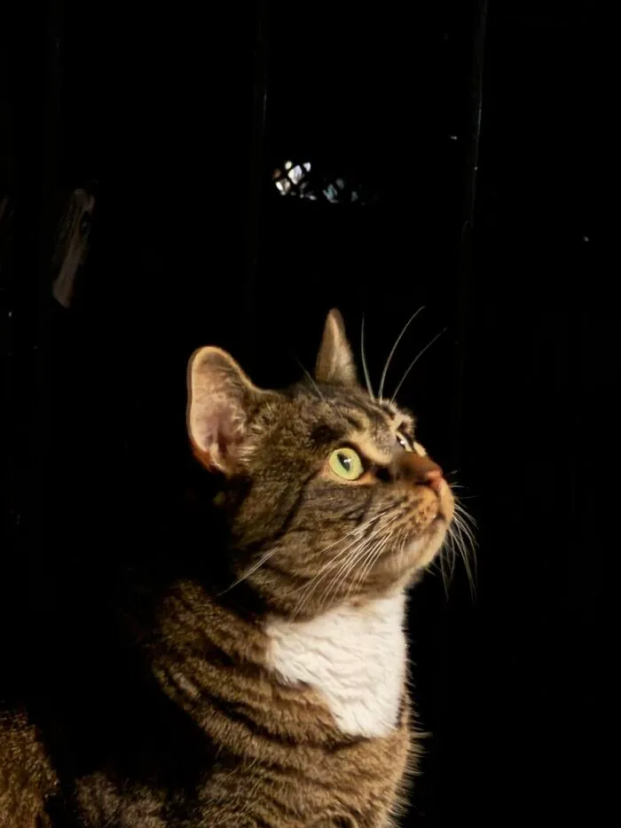 A tabby cat looking upwards in a dark room, highlighting life stories with pets.