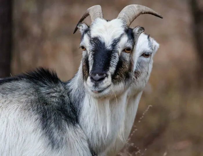 Two goats perfectly positioned to create a confusing photo illusion of a two-headed animal.