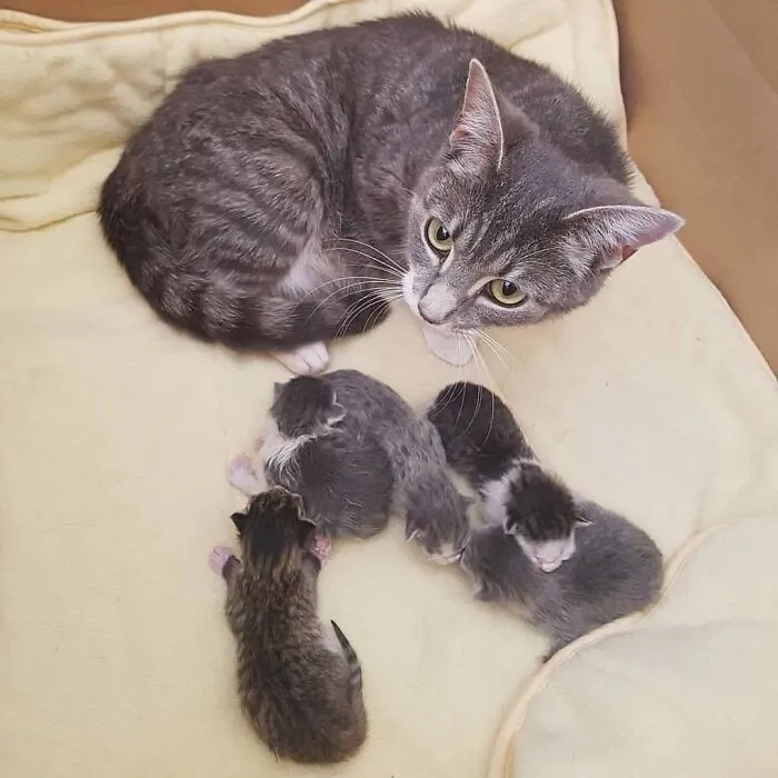 A grey mama cat looking up attentively while resting next to her newborn litter.