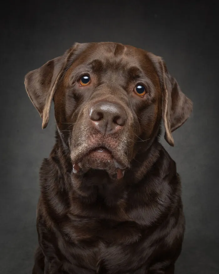 Close-up of chocolate labrador retriever in doggy coffee table portrait