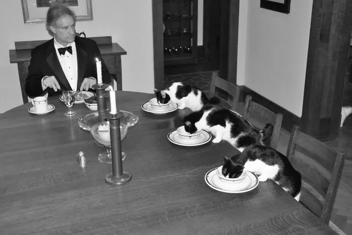 Three black and white cats eating from plates on a dining table with a man, making a funny family photo.