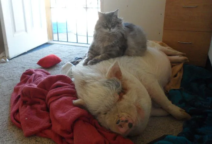 A fluffy grey cat sitting on top of a large sleeping pig, creating a funny family photo.