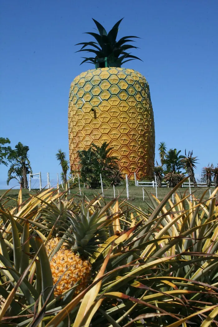 Giant pineapple-shaped building surrounded by pineapple plants