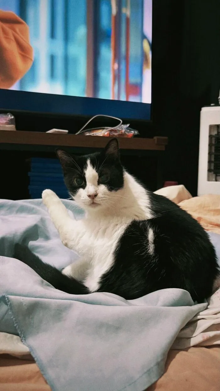 A black and white cat raises a paw while sitting on a blue blanket, capturing playful pet life stories.