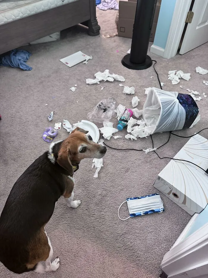 Beagle next to torn trash and tissue paper mess illustrating dog trouble