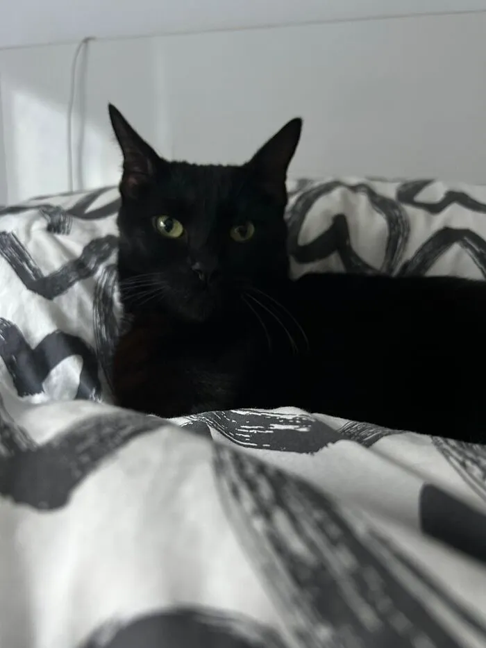 A sleek black cat lying on a patterned bedspread, showcasing beloved pets and their home stories