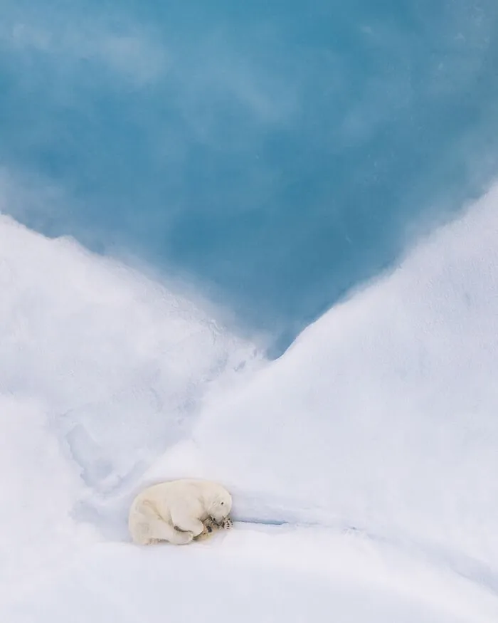 Polar bear cub resting on snow near icy blue water in wildlife scene