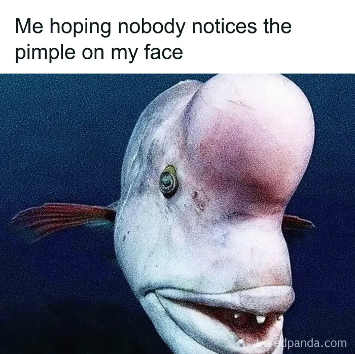 Relatable female meme showing a fish with a large bump on its head as a pimple