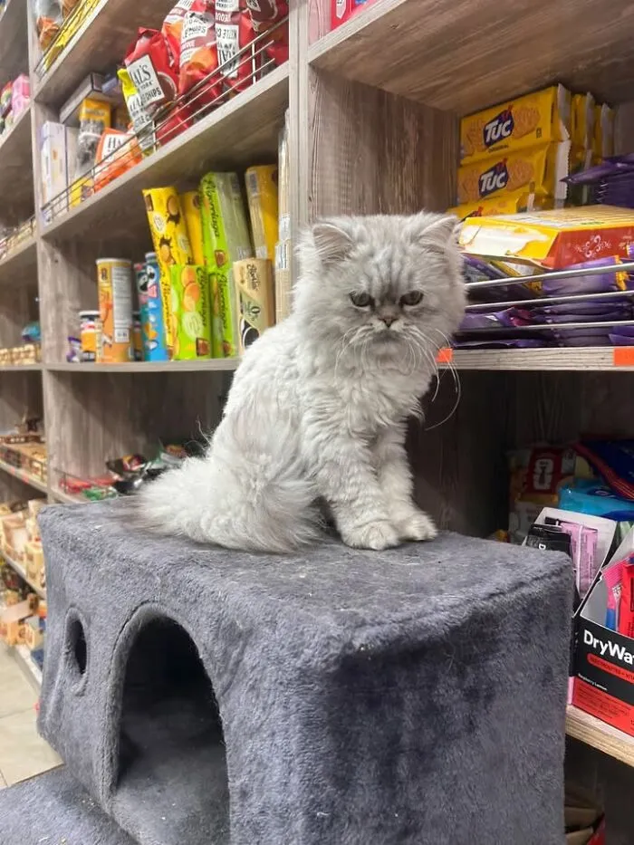 Fluffy gray bodega cat sitting on a cat tree inside a NYC bodega