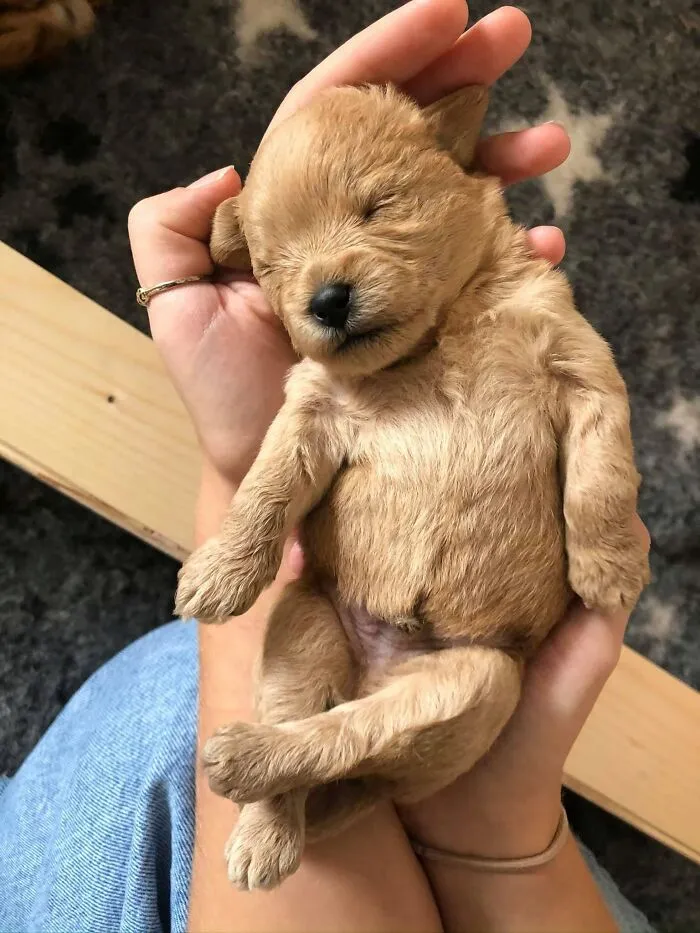 Tiny golden newborn sleeping puppy resting peacefully in the palm of a person's hand