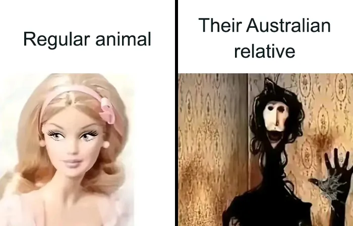 Funny biology meme comparing regular animal and Australian relative with dolls