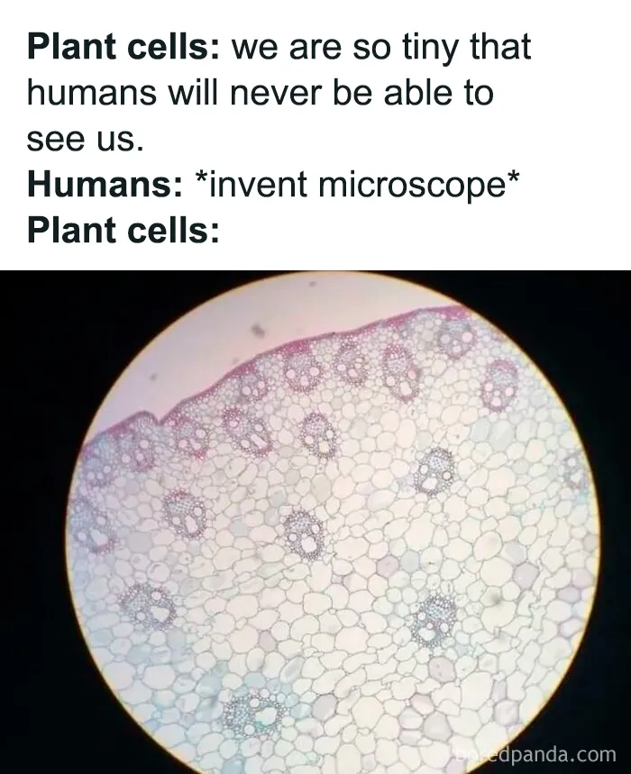 Biology meme showing plant cells revealed under microscope after invention