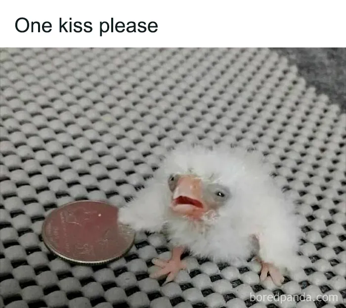 Relatable memes featuring a tiny baby bird offering a coin with the text One kiss please.