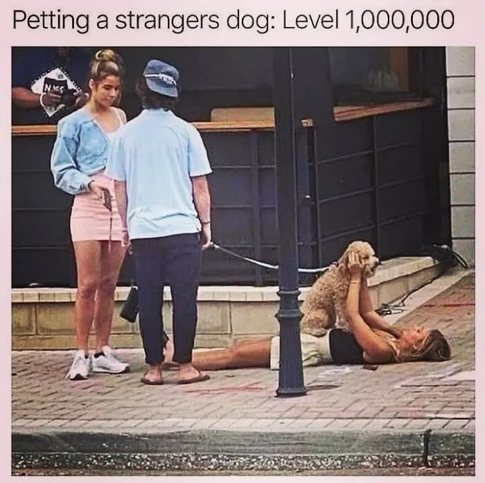 Hilarious dog meme featuring a woman lying on the sidewalk to pet a stranger's fluffy dog.