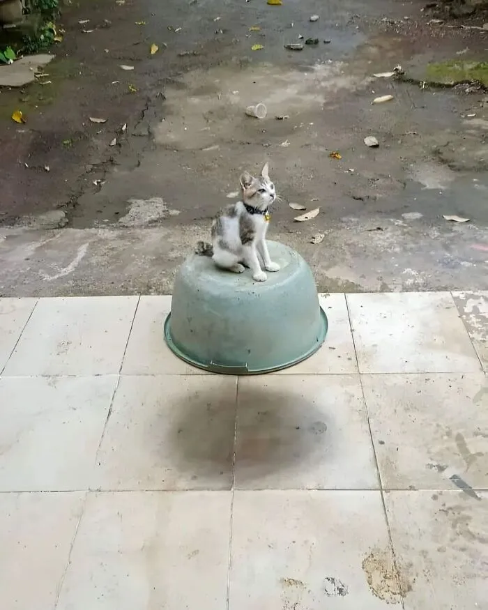 A kitten sits on an upside-down tub casting an optical illusion floating shadow in funny cat pics.