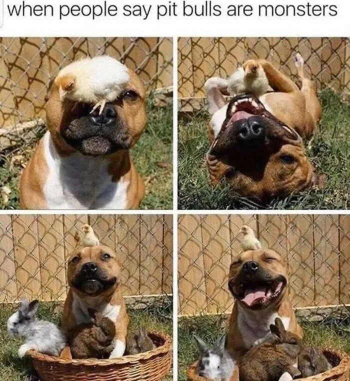 A set of images showing a gentle pit bull with a chick and rabbits, example of dog memes
