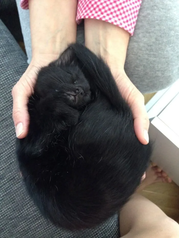 Adorable black cat sleeping curled up snugly in someone hands.