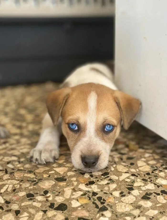 A rescued puppy with bright blue eyes laying down, supported by All Sato Rescue