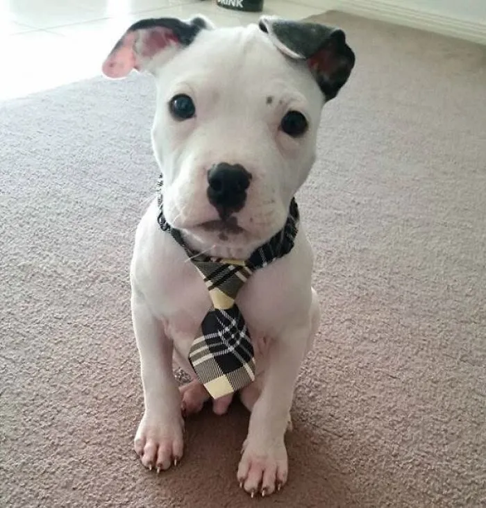 A white pitbull puppy wearing a plaid tie sitting indoors, included in adorable puppy pics.