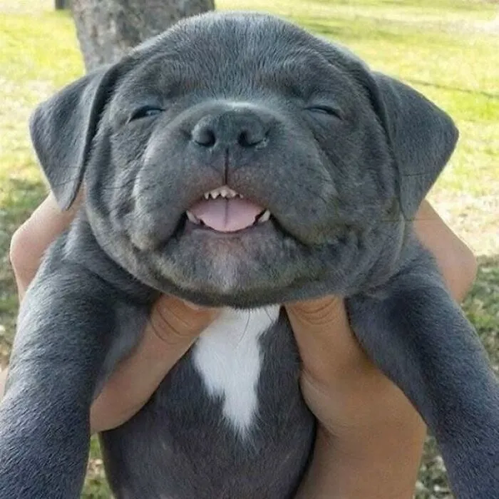 A happy grey pitbull puppy smiling showing tiny teeth, part of adorable puppy pics.