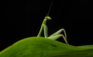 47 Of The Funniest Wildlife Photos Recognized By The 2026 Nikon Comedy Wildlife Awards
