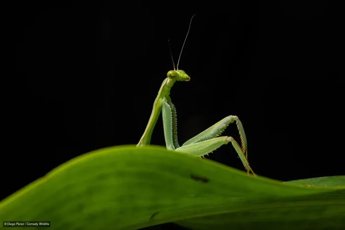 “Sexy Mantis” By Diego Perez