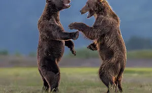 47 Of The Funniest Wildlife Photos Recognized By The 2026 Nikon Comedy Wildlife Awards